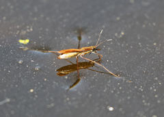 Limnoporus