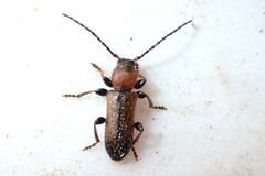 Phymatodes hirtellus