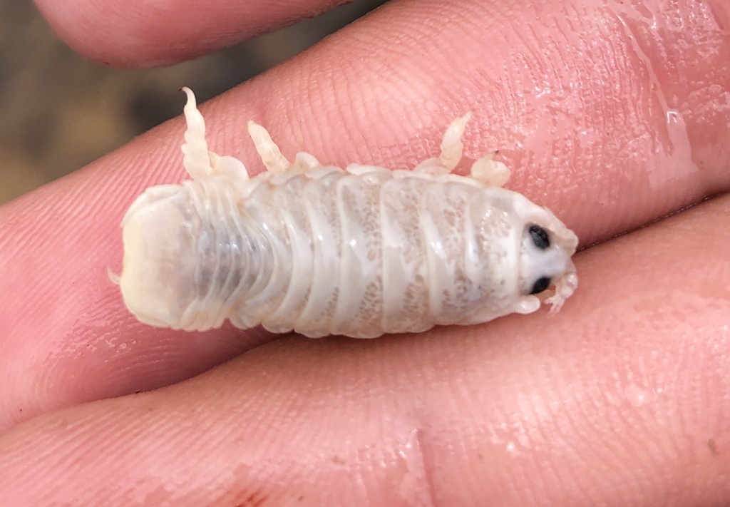 Ceratothoa gaudichaudii