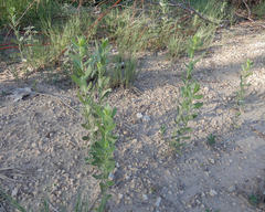Grindelia ciliata
