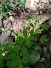 Galium broterianum