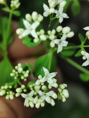 Galium broterianum