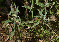 Melhania oblongifolia