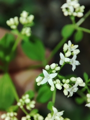 Galium broterianum