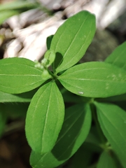 Galium broterianum