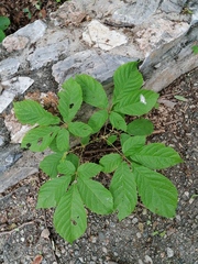 Handroanthus impetiginosus