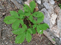 Handroanthus impetiginosus