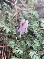 Dicentra pauciflora