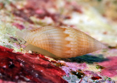 Anarithma