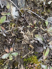 Lepidium solandri