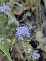 Gilia capitata pacifica