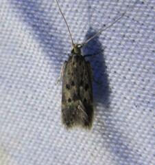 Neodactylota liguritrix
