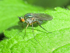 Poecilobothrus nobilitatus