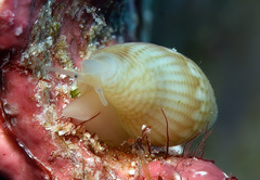 Anarithma