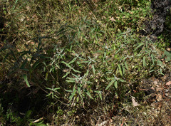 Melhania oblongifolia