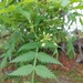 Bursera penicillata - Photo (c) Ana Santiago, some rights reserved (CC BY-NC), uploaded by Ana Santiago