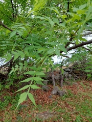 Bursera penicillata