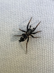 Herpyllinae