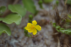 Portulaca psammotropha