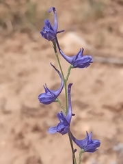 Delphinium gracile