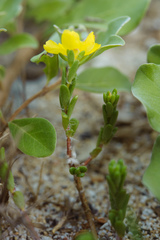 Portulaca psammotropha