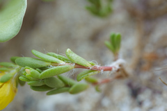 Portulaca psammotropha