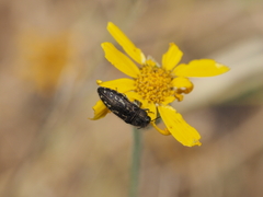 Acmaeodera retifera