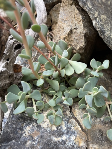 Image of Sedum kiersteadiae by (c) Matt Berger, some rights reserved (CC BY)