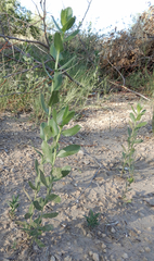 Grindelia ciliata