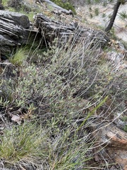 Eriogonum congdonii