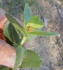 Grindelia ciliata