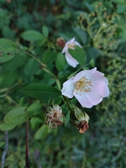 Rosa pouzinii