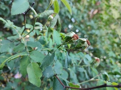 Rosa pouzinii