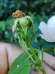 Rosa pouzinii