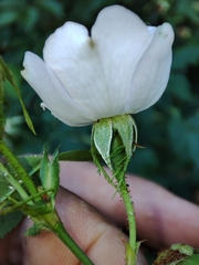 Rosa pouzinii