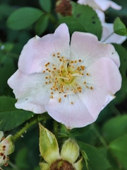 Rosa pouzinii