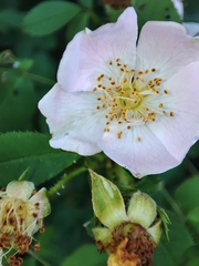 Rosa pouzinii