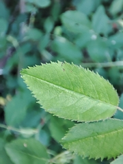 Rosa pouzinii