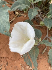Datura wrightii