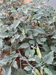 Datura wrightii