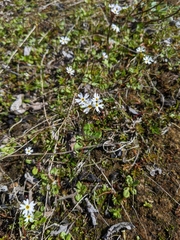 Primula mistassinica