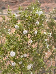 Larrea tridentata