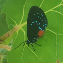 Eumaeus atala
