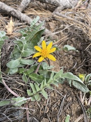 Balsamorhiza sericea