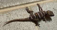 Cyrtodactylus tuberculatus