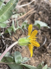 Balsamorhiza sericea