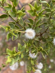 Larrea tridentata