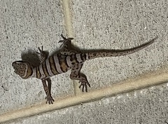 Cyrtodactylus tuberculatus