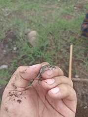 Aspidoscelis lineattissimus