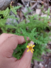 Chrysactinia pinnata